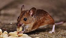 24 Hour & Emergency Exterminators in Carrollton, GA